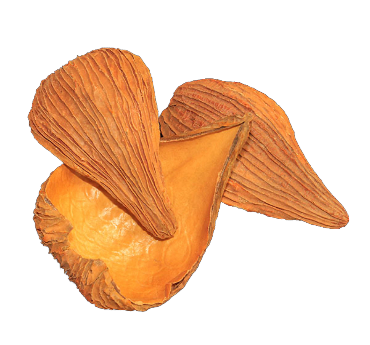 Pack of 10 Natural Dried Pradip