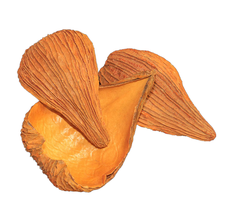 Pack of 10 Natural Dried Pradip