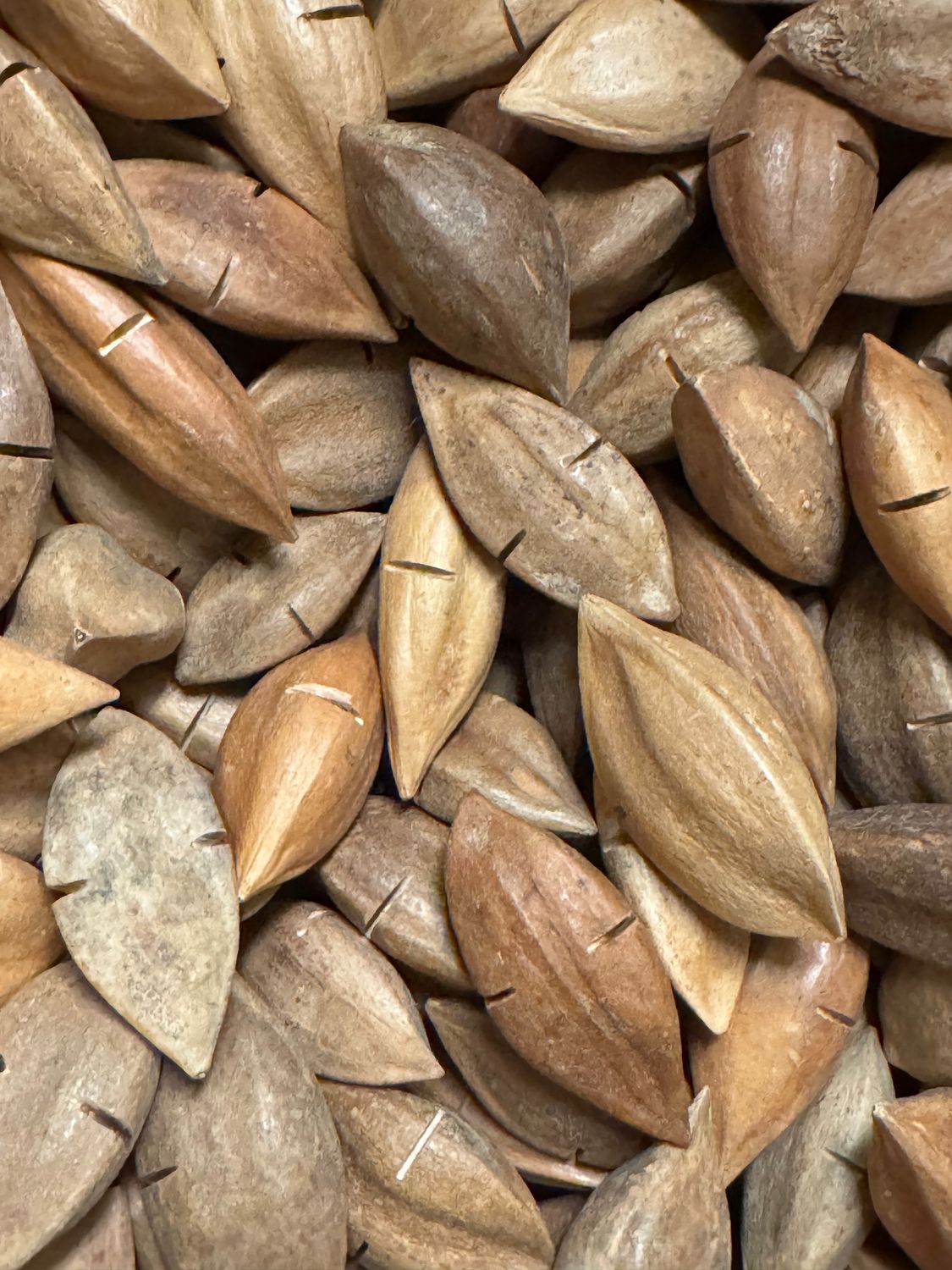 8 oz In Shell Pili Nuts with Cuts to make them easier to crack - Good for all Strong Beak Birds who love to crack open nuts!