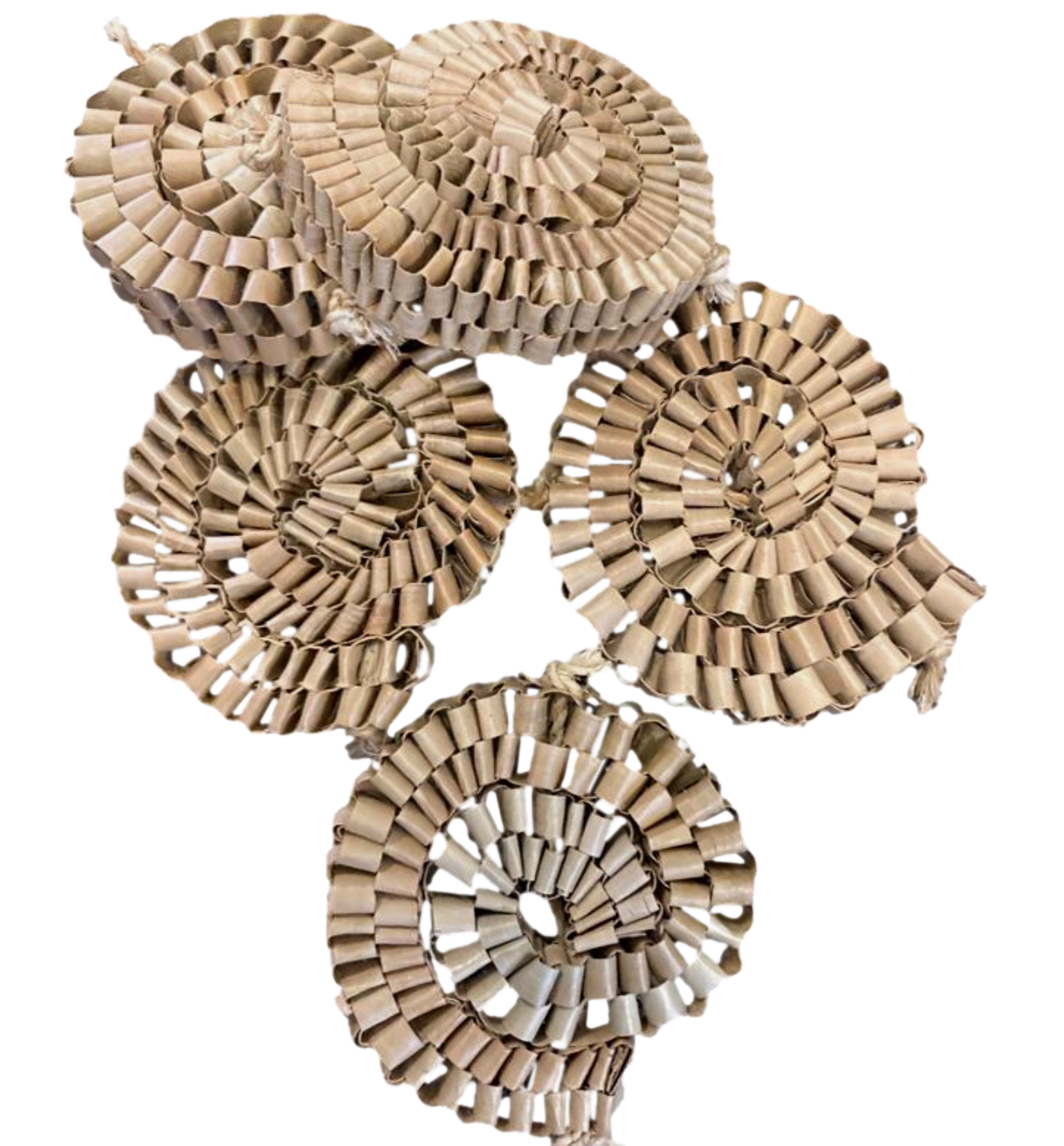 Natural Palm Snails 3 Pack by Feathered Addictions