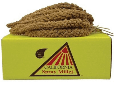 Spray Millet from China Praire (4 sprigs)