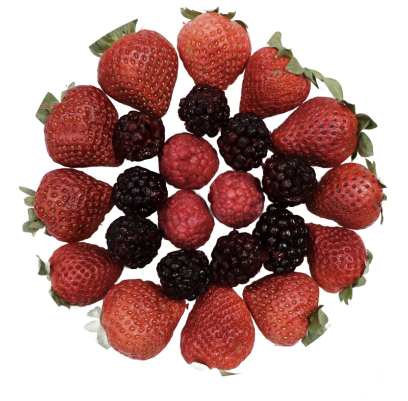 Freeze Dried Berries - Berry Blast Tart for all Parrots by myParrotopia®
