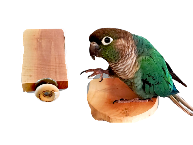 Manzanita Flat Wood Perch by Peter Piper Parrots