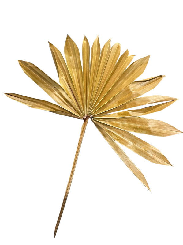 Natural Full Palm Leaf by Feathered Addictions
