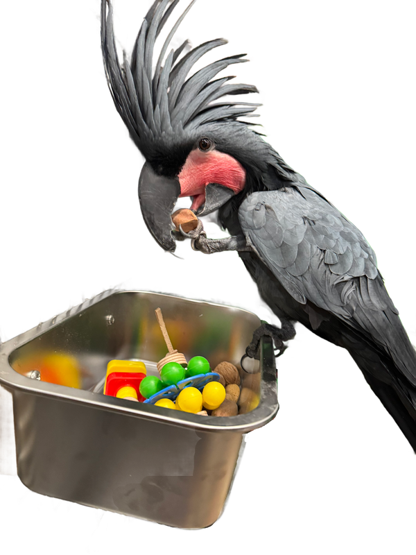 Large Stainless Steel Rectangle Toy Bucket, perfect for Foot Toys and Toy Parts - Large Parrots by Parrotsrus