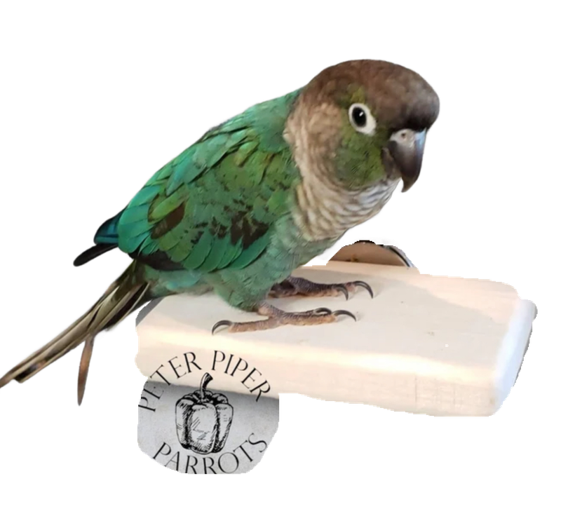 6" x 6" Flat Wood Perch by Peter Piper Parrots
