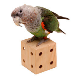 Natural Foraging Box by the Parrot Wizard