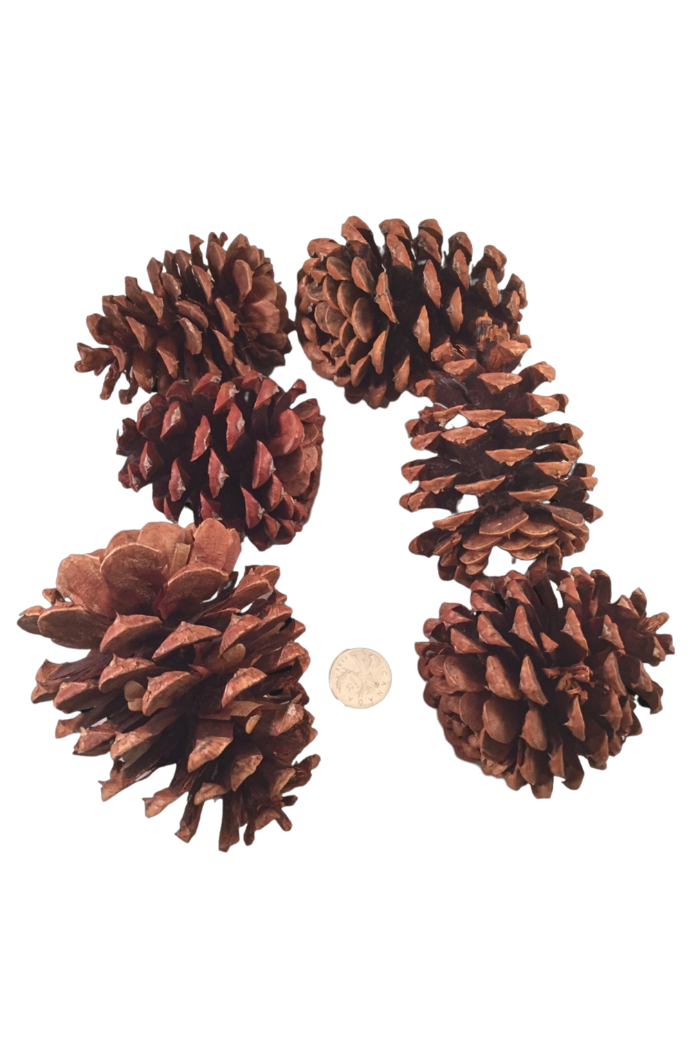 Natural Pine Cones 2-3" - 6pc by Feathered Addictions