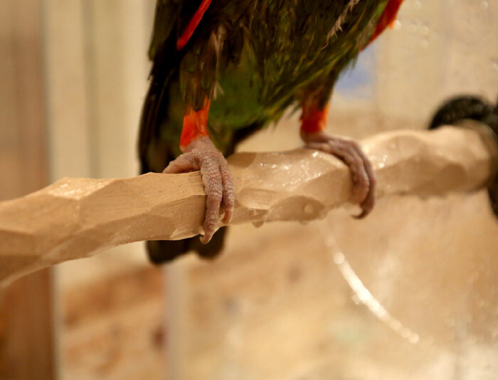 Shower NU Perch by Parrot Wizard