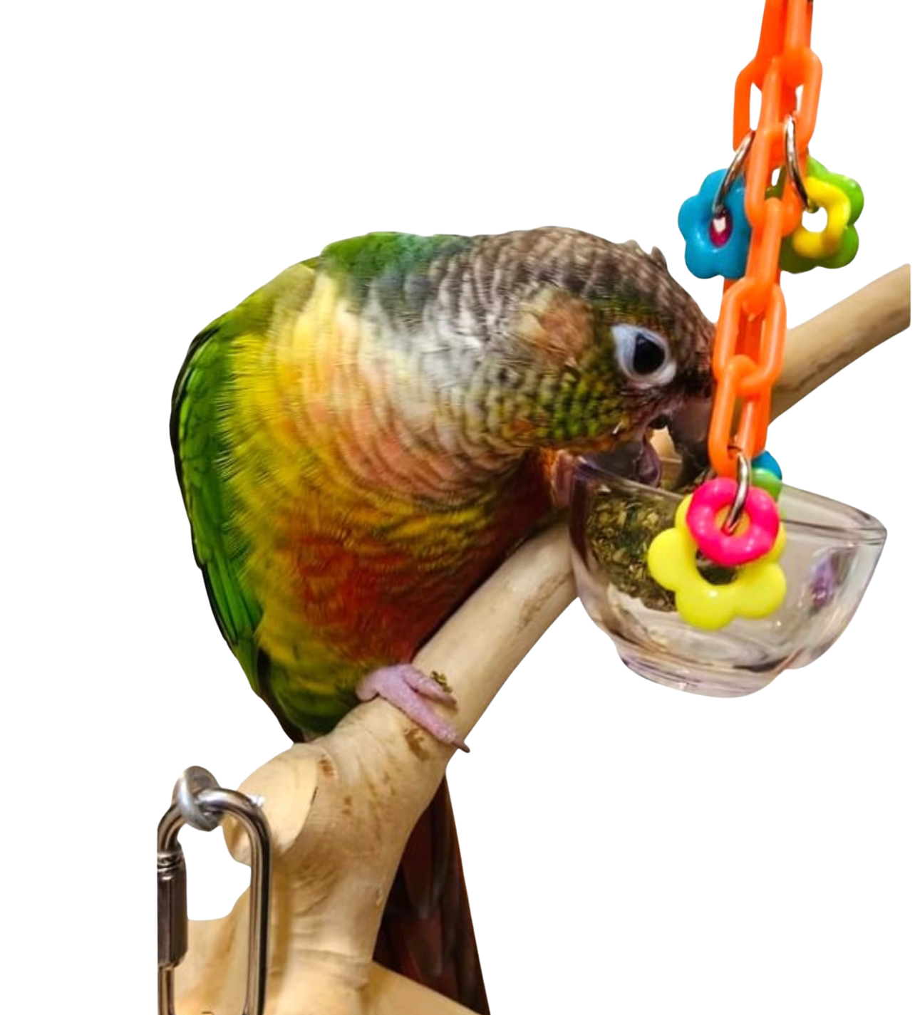 Hank's Hungry Hanging Bowl by Feathered Addictions