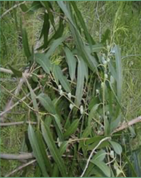 Organic Eucalyptus Special Starter Pack: to see if your birds like fresh Eucalyptus
