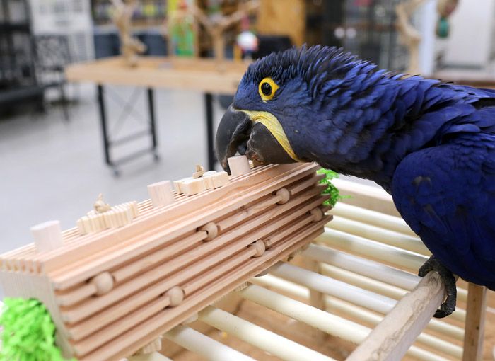 Activity Block by Woodland Bird Toys