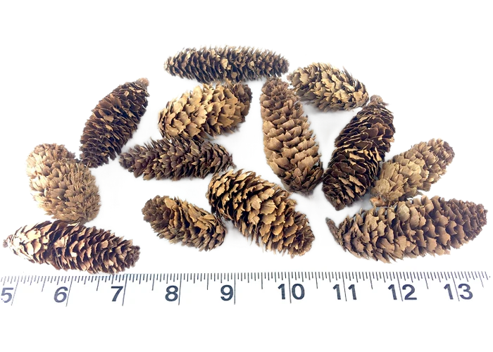 Mini Fancy Natural Pine Cones 10 Pack by Cheep Thrills Bird Toys