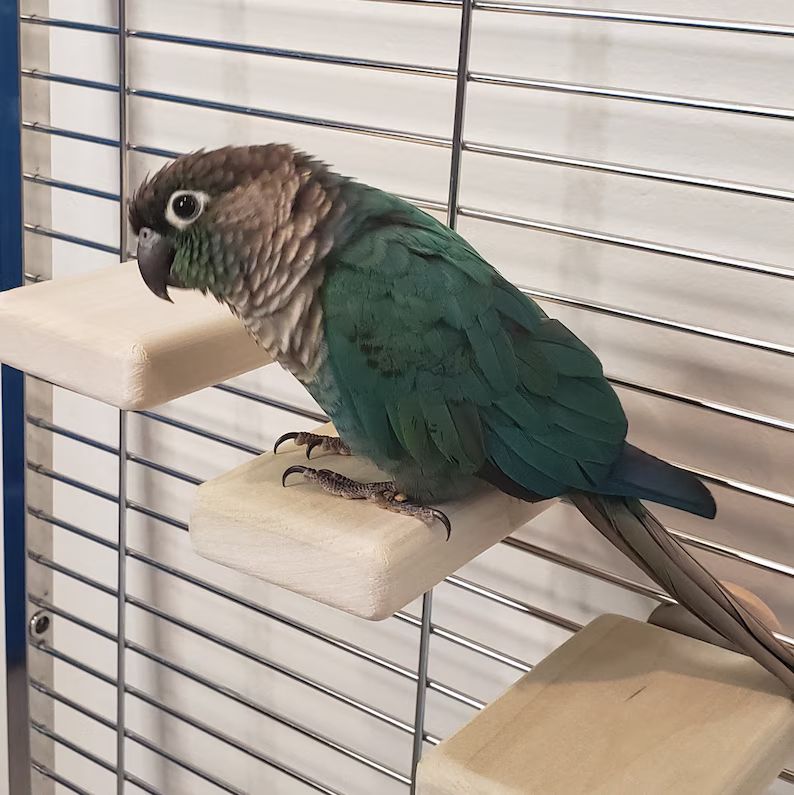 Stair Perch 3 Steps by Peter Piper Parrots