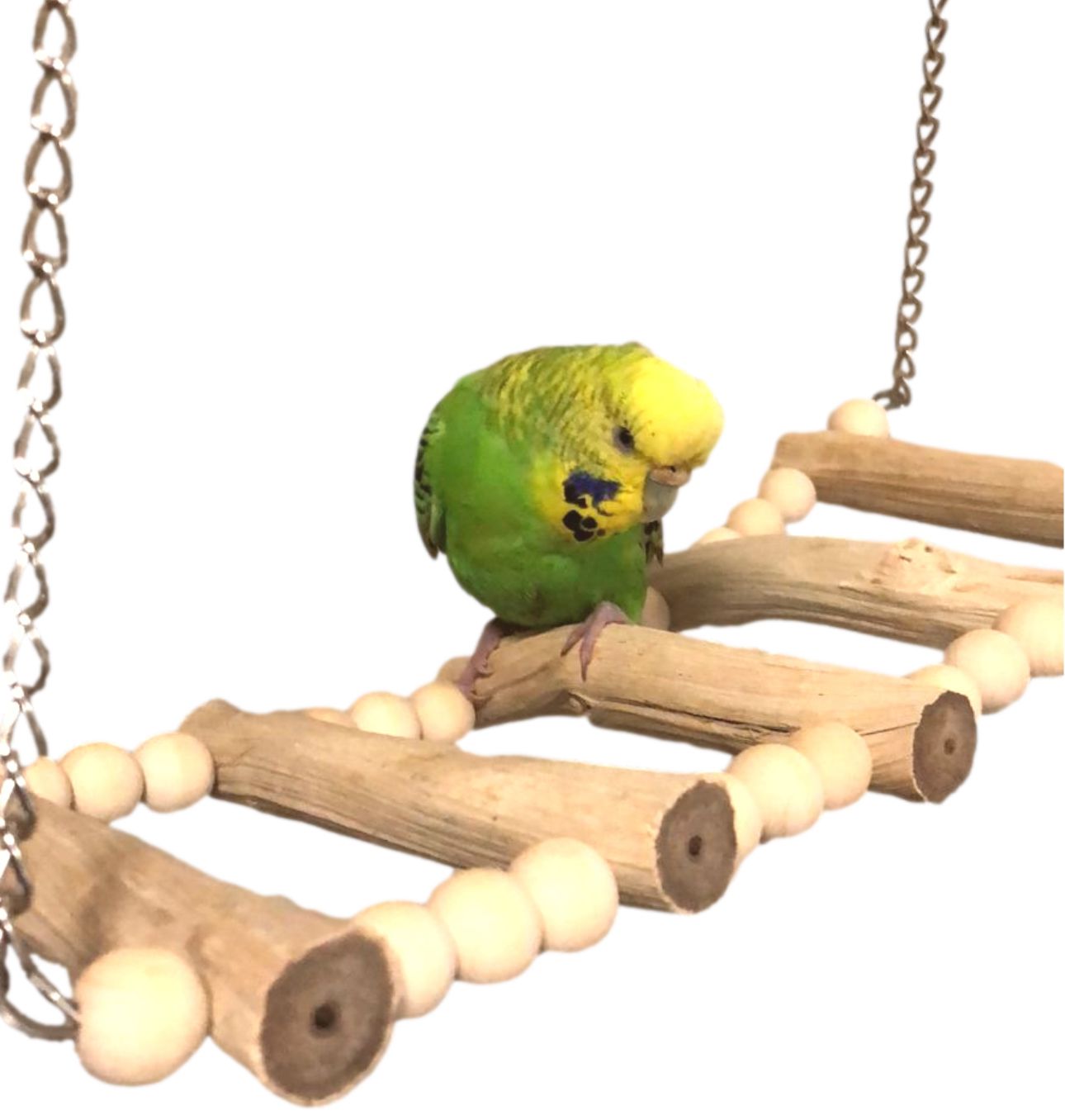 Weirdo's Curly Vine Swing by Feathered Addictions