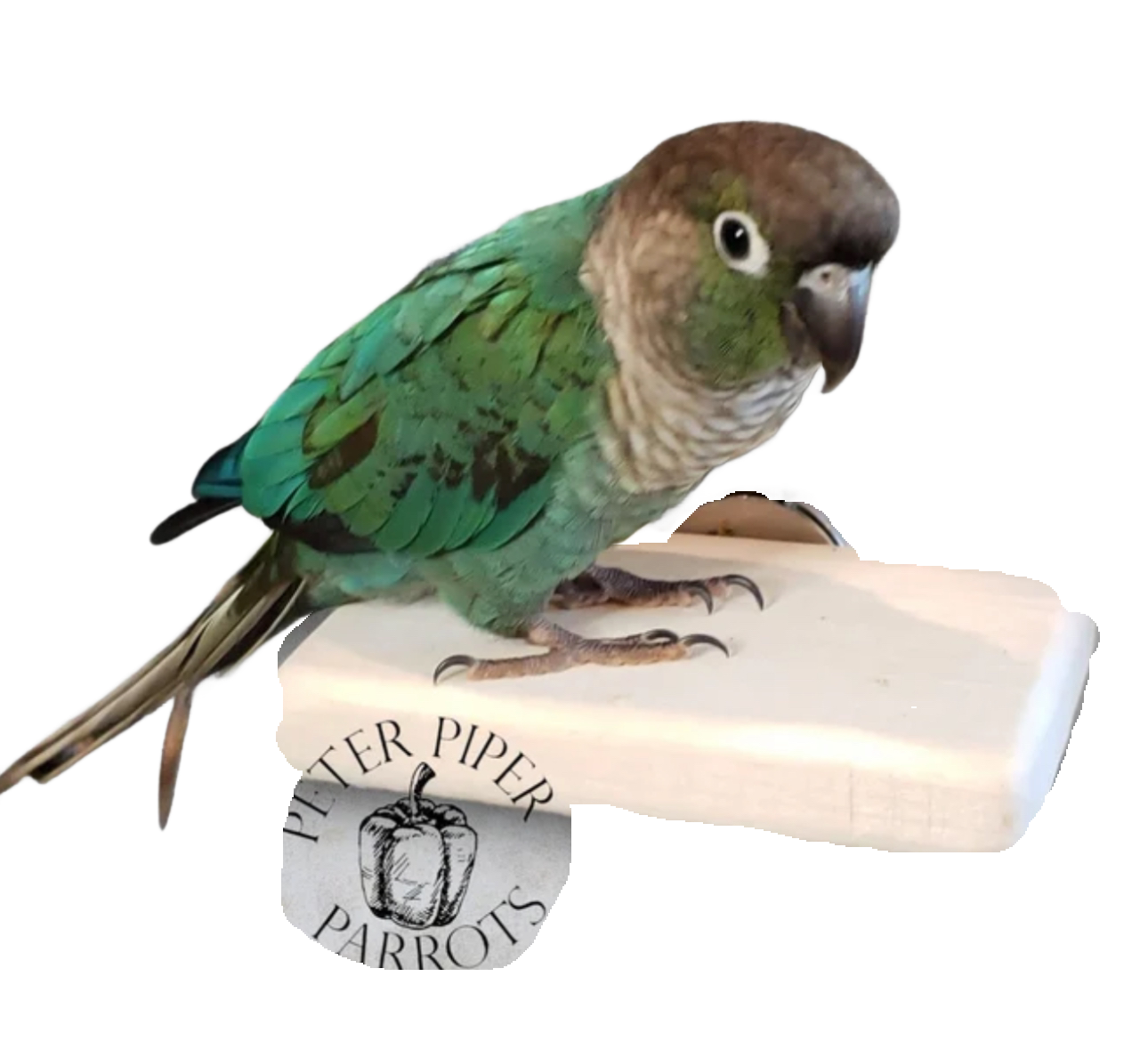 6" x 6" Flat Wood Perch by Peter Piper Parrots