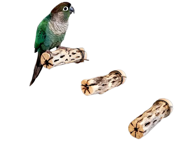 Cholla Stair Set (3 Pieces) by Peter Piper Parrots