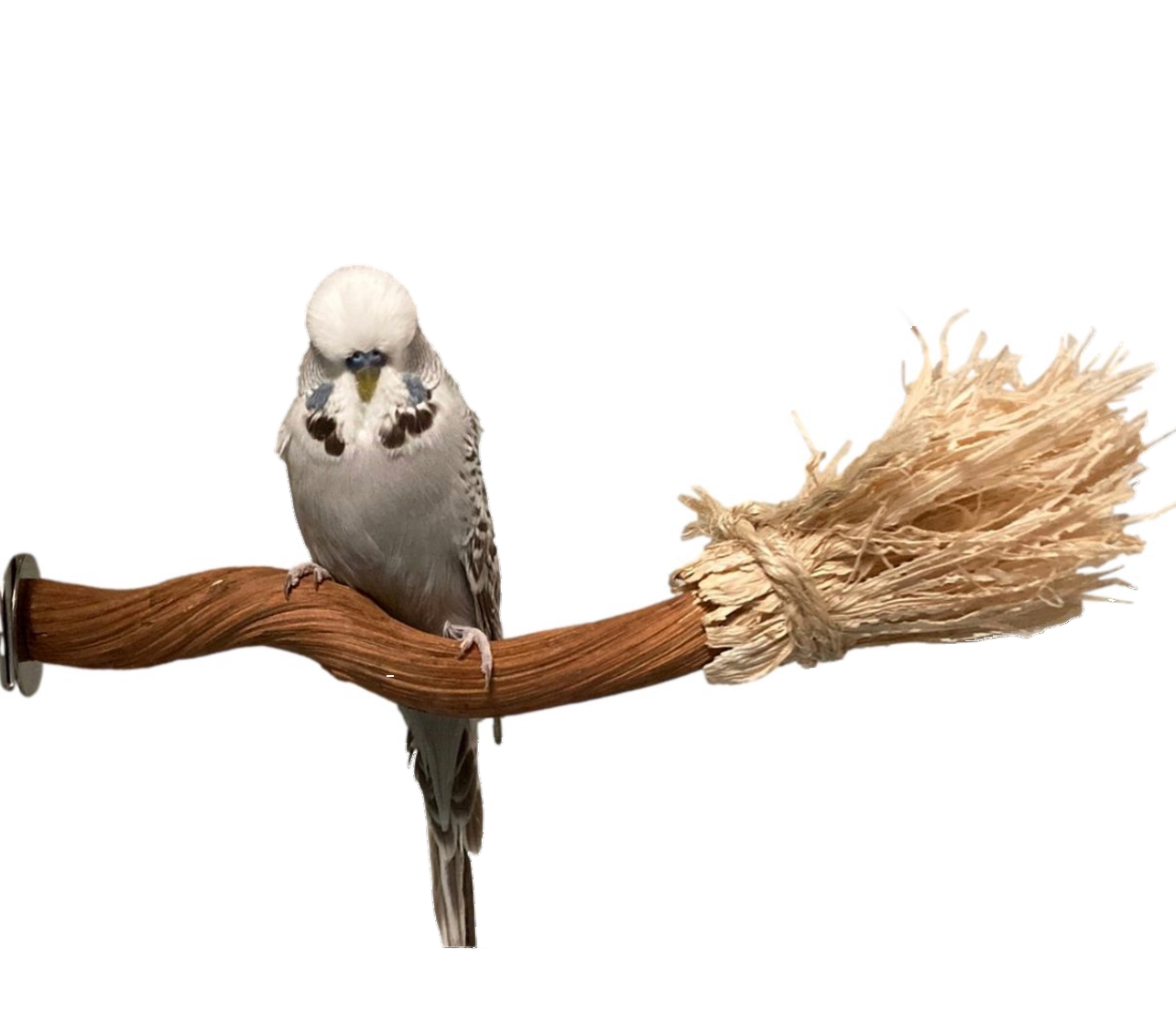 Weirdo's Zoom Broom 3000 Perch by Feathered Addictions
