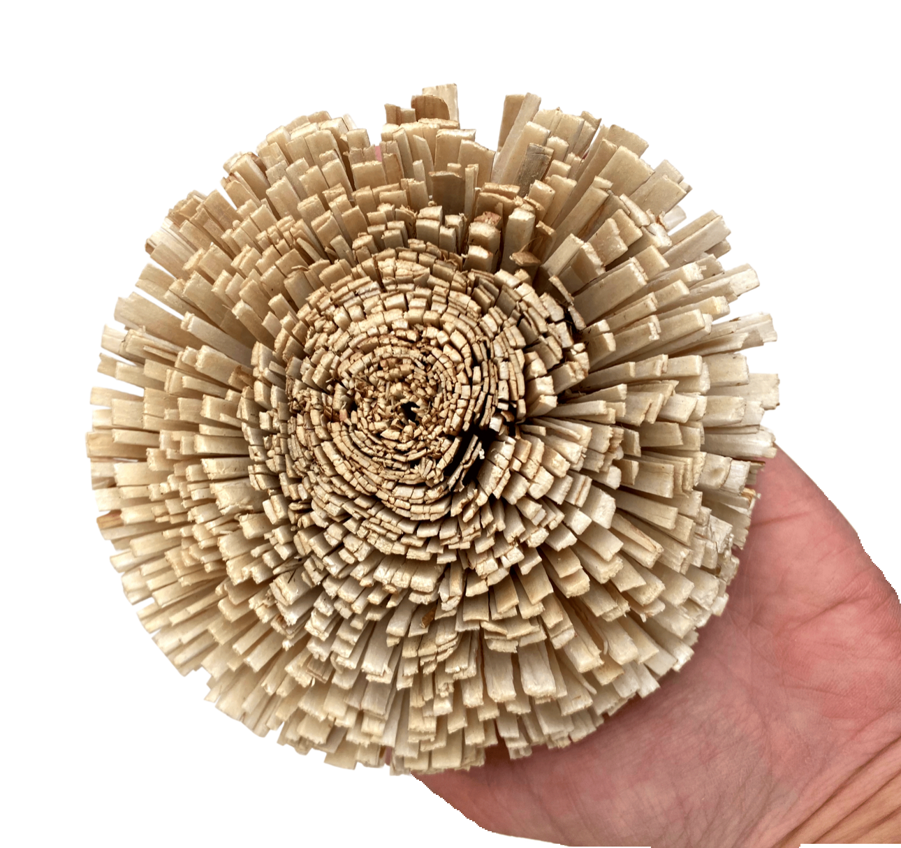 Sola Bloomin' Onion - Natural 4.75" by Feathered Addictions