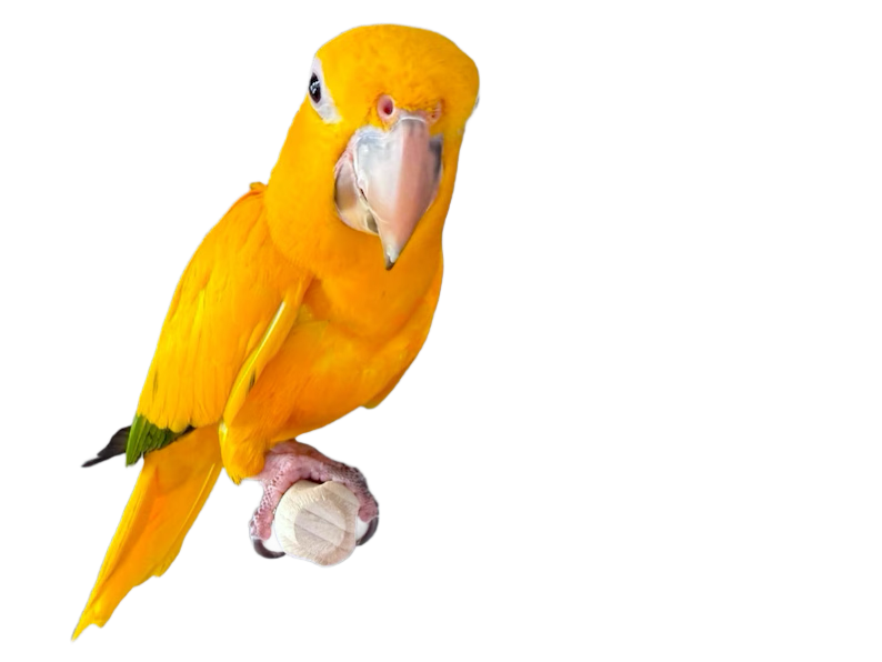 Twirl Perch 1 Inch x 8 Inch made of Natural Hard Wood by Peter Piper Parrots