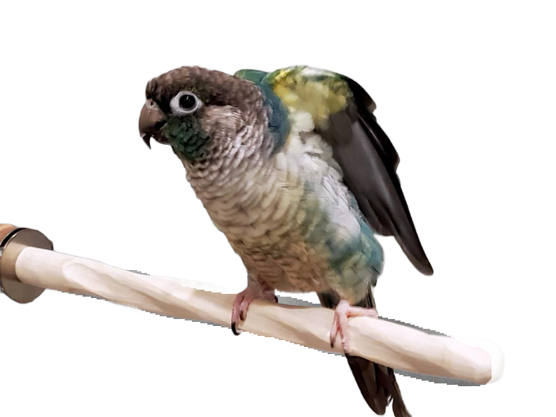 Twirl Perch 1 Inch x 10 Inch made of Natural Hard Wood by Peter Piper Parrots