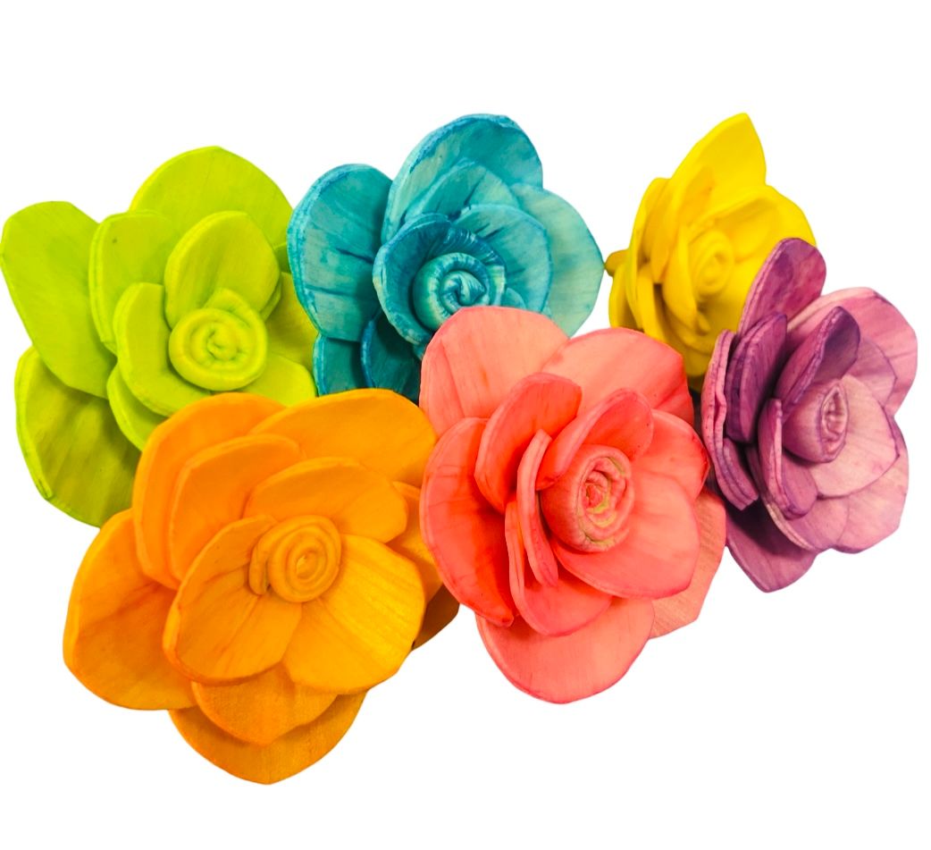 Super Begonia - 6 Pack by Feathered Addictions