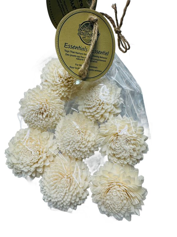 Sola Zinnia Flowers 8 Pack by Featherland Paradise