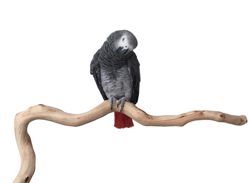 Manzanita Cage Top Perch Medium 3/4" x 1" diameter (for Senegals to African Greys) by Feathered Addictions