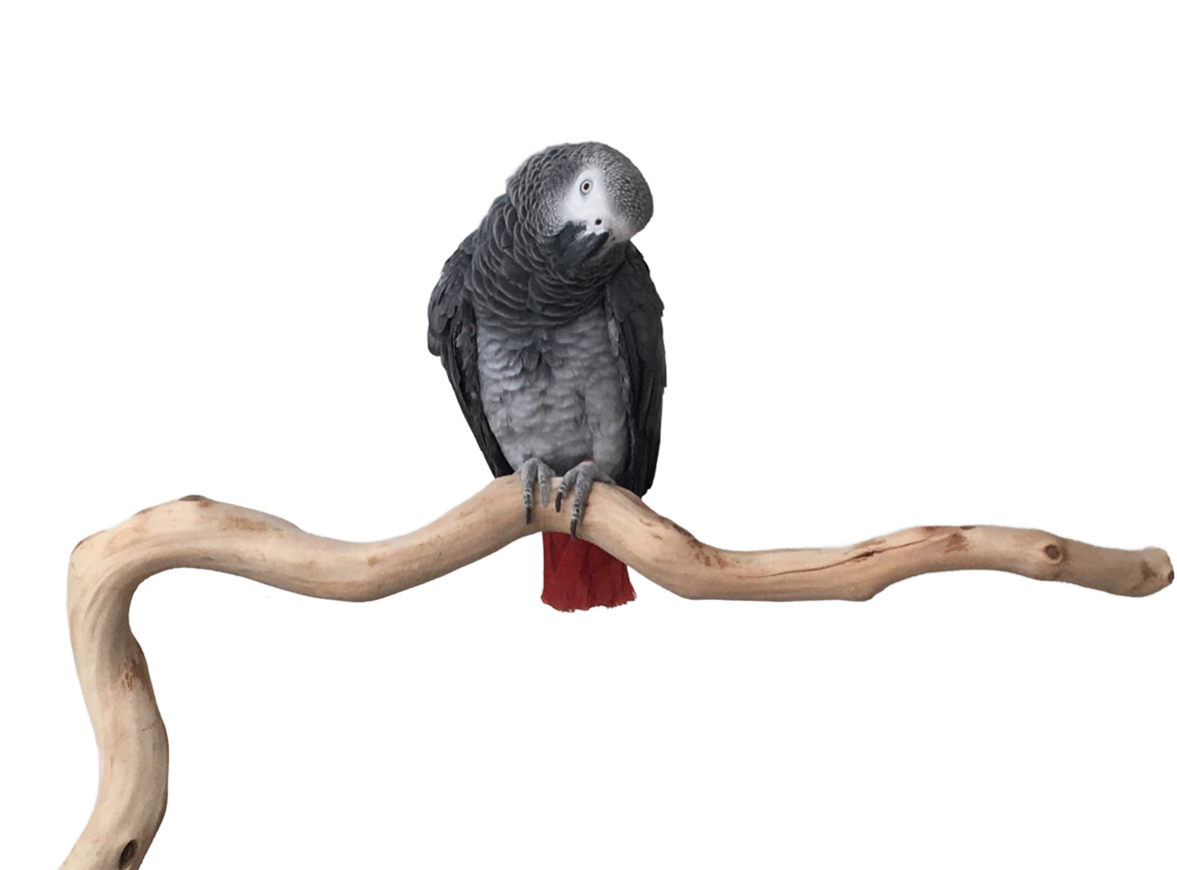 Manzanita Cage Top Perch Large 1" - 1.5" diameter (for African Greys to Cockatoos) by Feathered Addictions