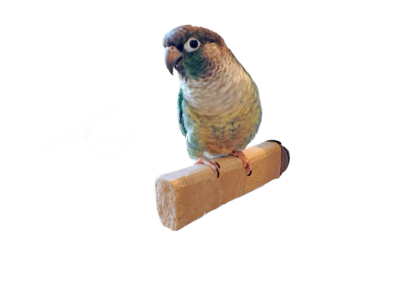 Flagstone Perch Stick Style by Peter Piper Parrots