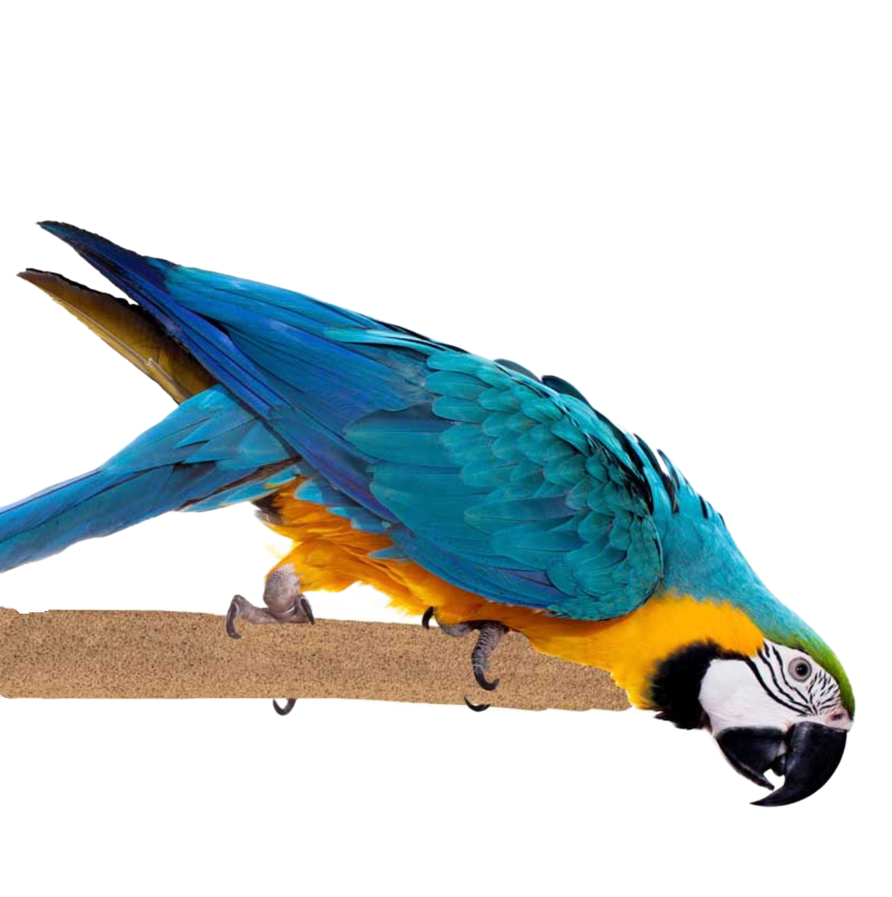 Sure Grip Grooming Perch Extra Large 1.5" Diameter x 16" Length - by Super Bird Creations