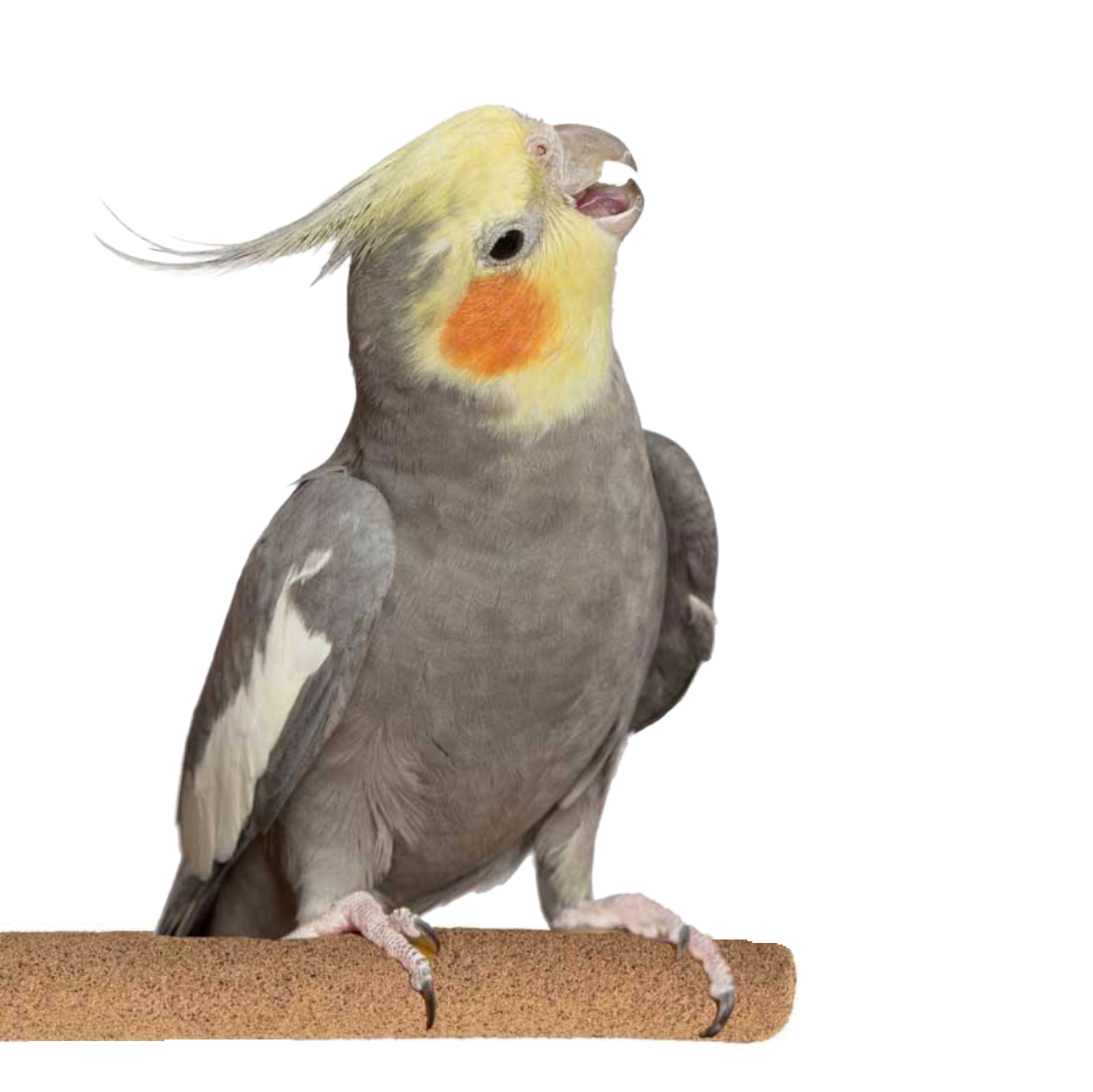 Sure Grip Grooming Perch 1" Diameter x 8" Length Medium- by Super Bird Creations