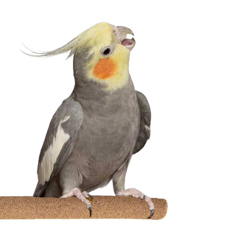 Sure Grip Grooming Perch 1" Diameter x 8" Length Medium- by Super Bird Creations