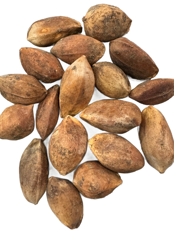 1 Lb in Shell Kenari Nuts from Indonesia and by Indonesia Parrot Project -- Great for Large Cockatoos, Black Palm Cockatoos &amp; Large Size Birds!