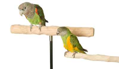 Replacement Training PERCHES for Parrot Wizard Training Floor Stands