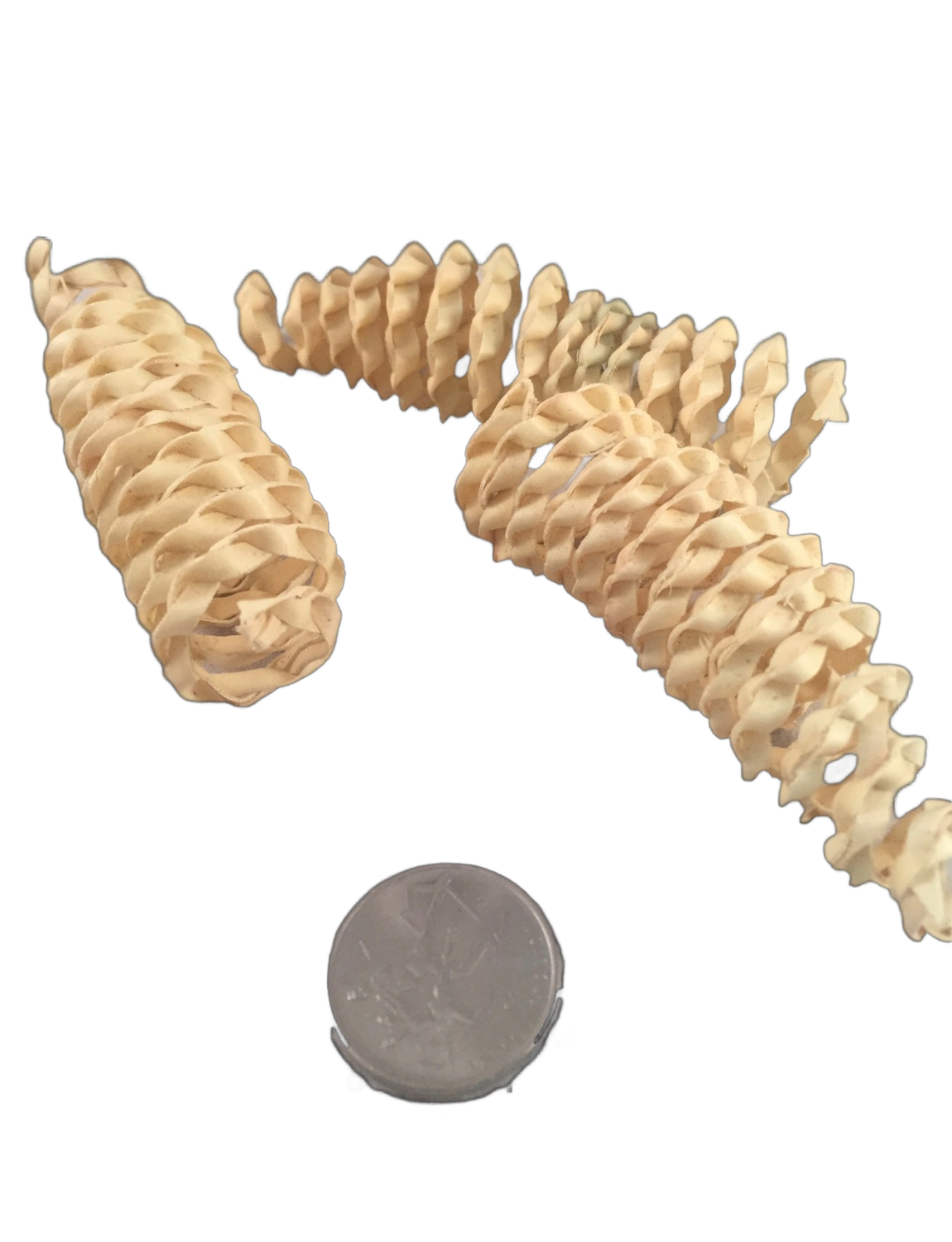 Shirley Palm Curls 6 Pack Natural by Feathered Addictions