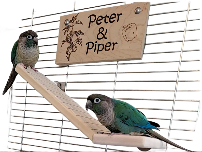 Ramp 4" x 10" by Peter Piper Parrots