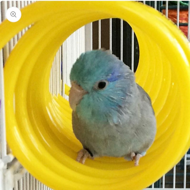 Small Curly Q for Small Birds by The Best Bird Toys