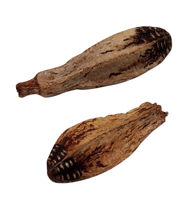 10 Whole Mahogany Pods Un-Drilled