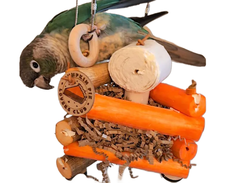 Pumpkin Pie Sola Slice by Peter Piper Parrots - Limited Edition