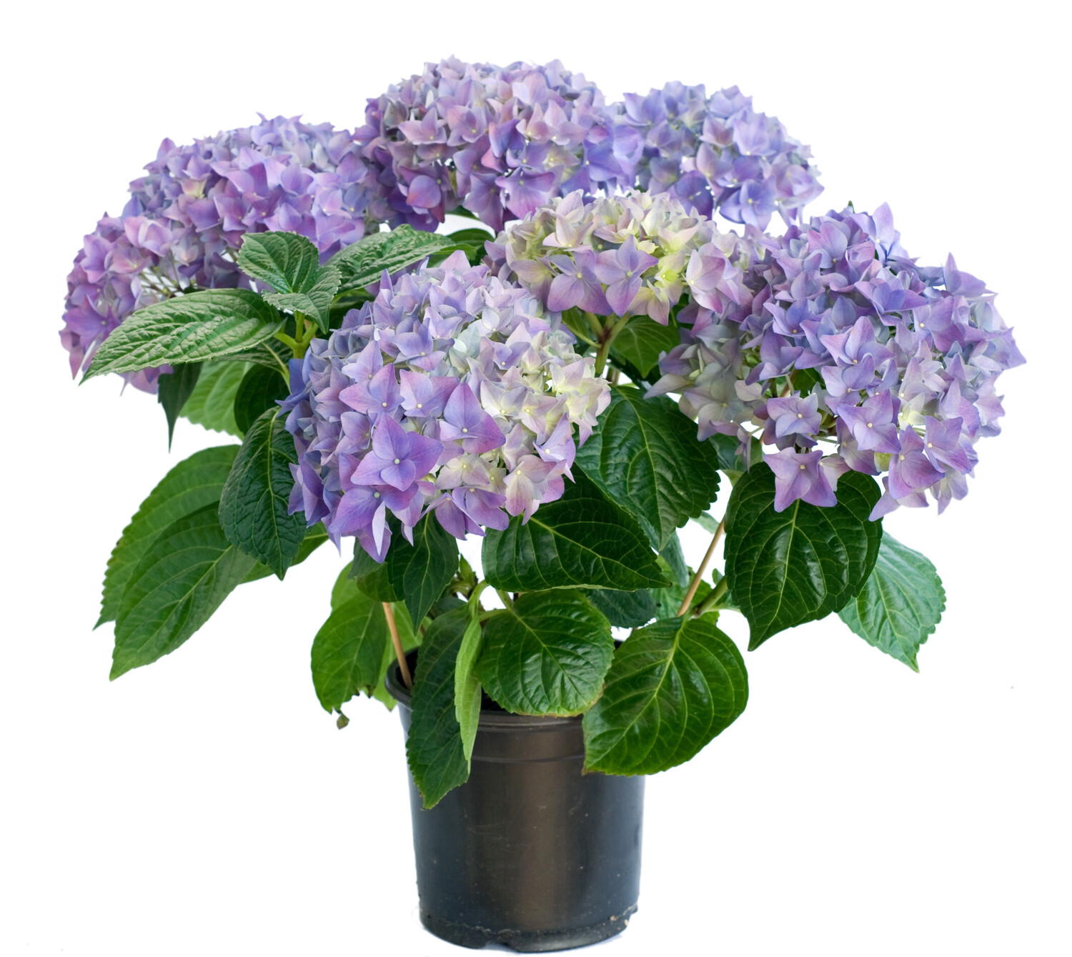 Hydrangea Plant Pink, Blue or White