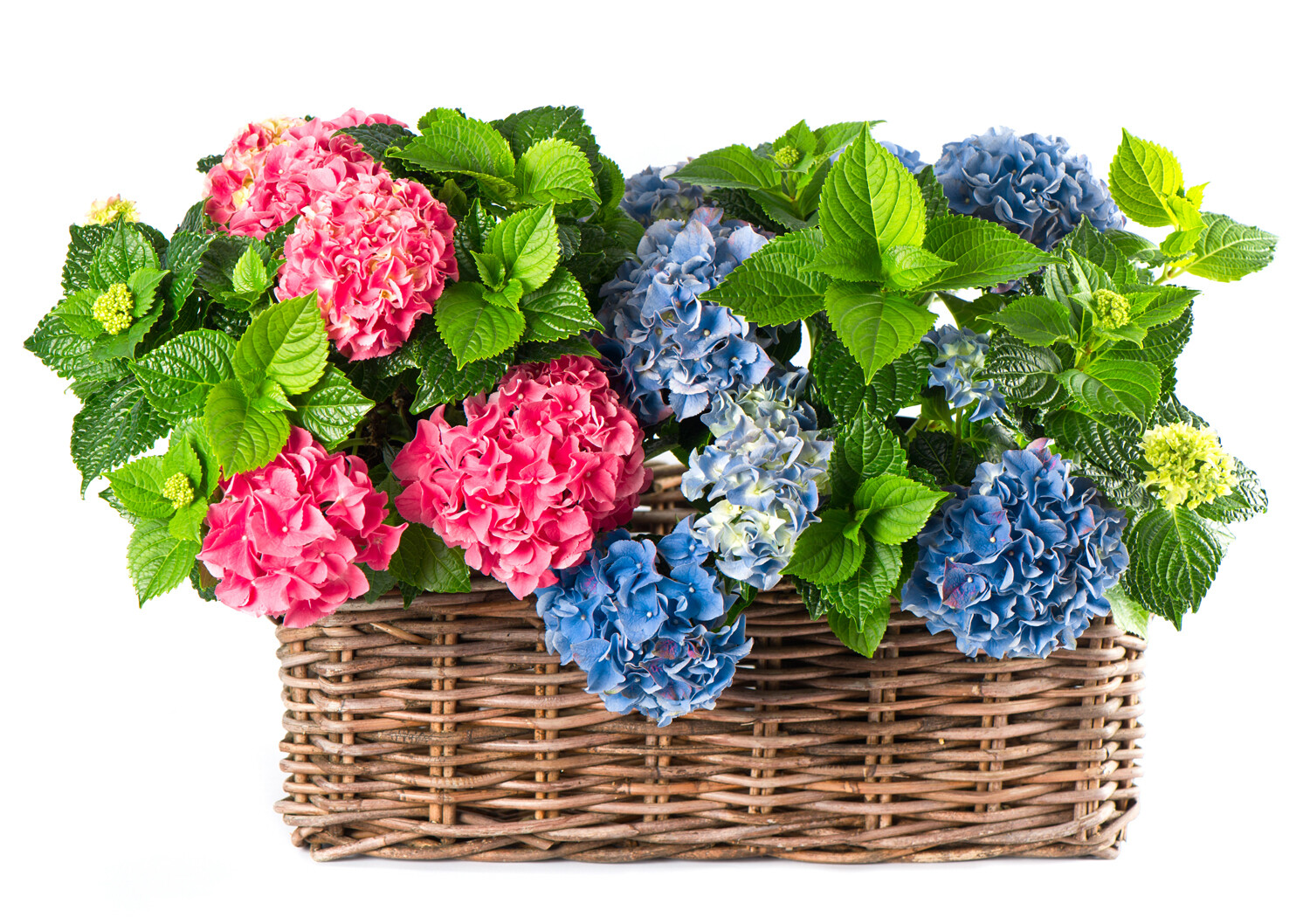 Hydrangea Duo