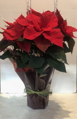Christmas Pointsettia Plant
