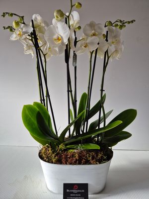 Orchid Duo