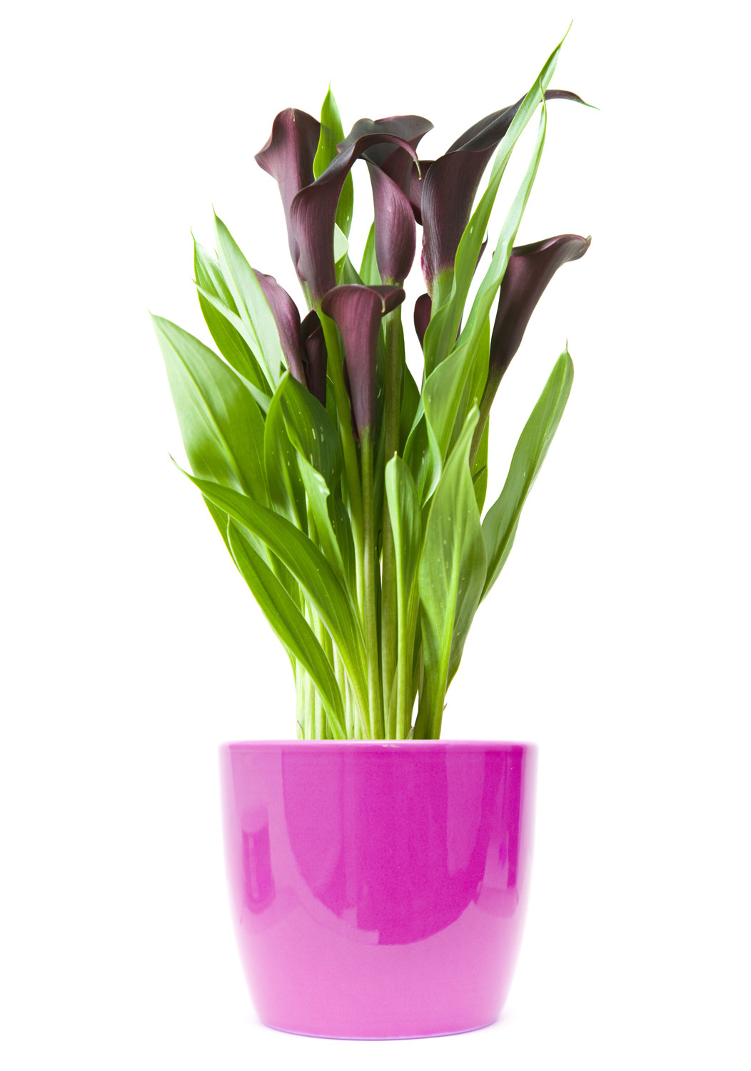 Calla Lily Plant