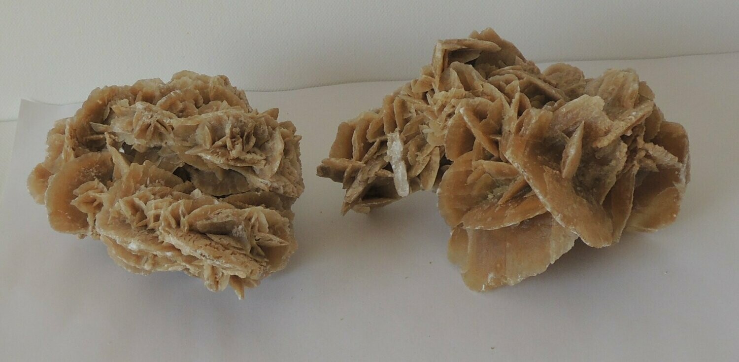 Sandrose groß