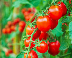 Tomates cerise (environ 200 gr)