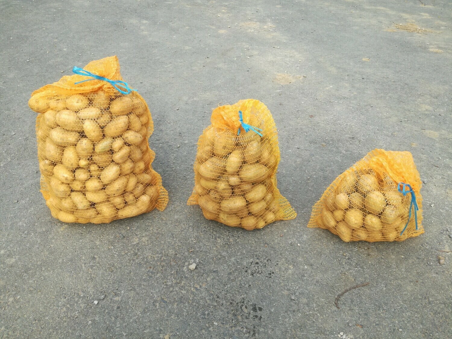 Pomme de terre Agria, (Filet de 25 kg)