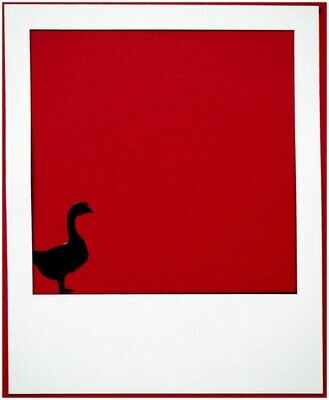Polaroid Goose