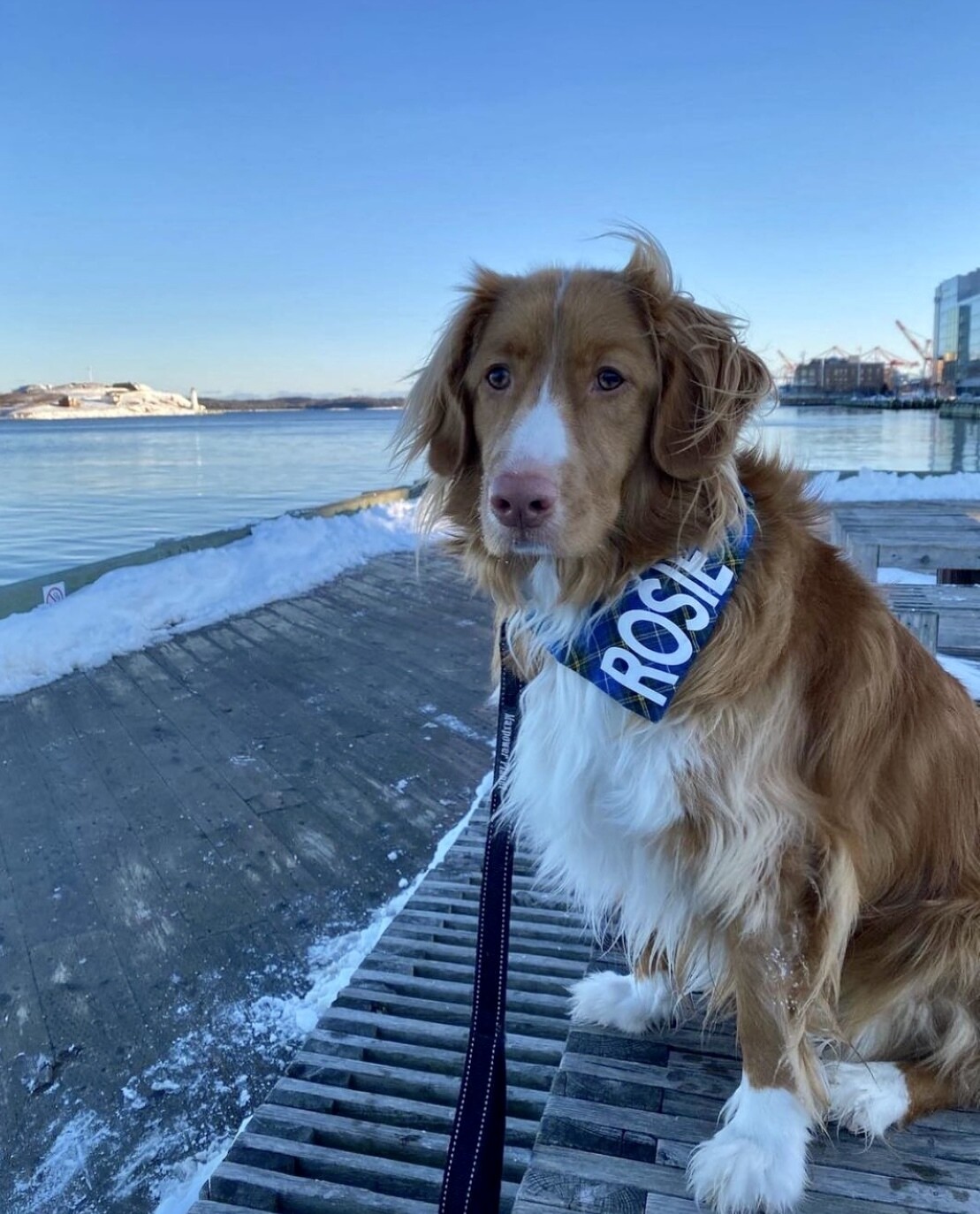 Nova Scotia tartan bandana